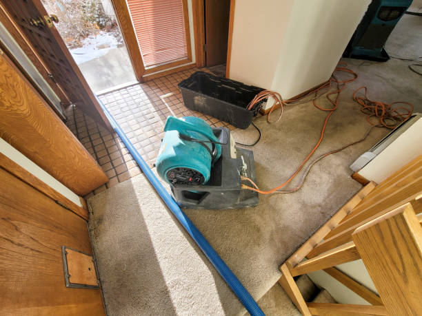 Best Water damage restoration company  in Springerville, AZ